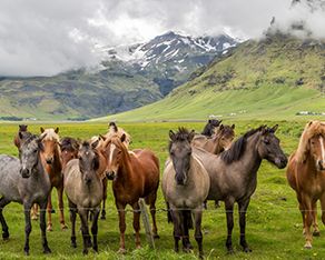 Horse Ranch